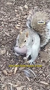 Mother Squirrel Rescues Her Baby 🐿️❤️