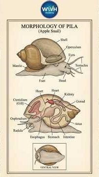 Pila (Apple Snail) Structure & Nervous System #zoology #neet #neetbiology #education #shorts