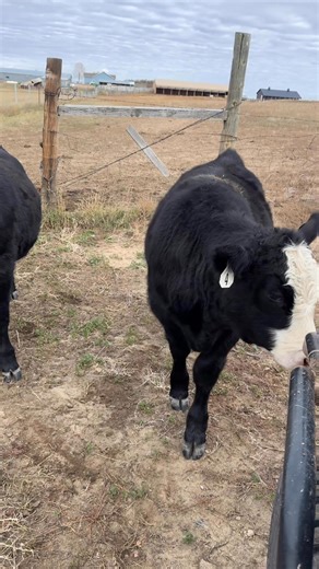 The calves are doing well after weaning and now have more room to roam! #weaningtime #calves #herefordangus #cattle #angus #ranch #wyoming #ranchlife #ourwyominglife | Our Wyoming Life