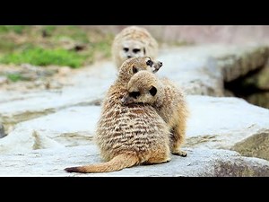 4K High resolution zoo animal movie