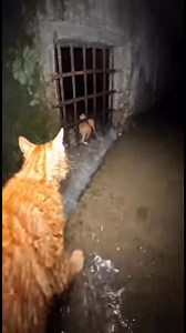🌧️ Drenched mother cat refuses to leave — human rescues her trapped kittens from a flooded drain. A terrifying yet heartwarming rescue! #animalantics #catrescue #animalrescue | Animal Antics