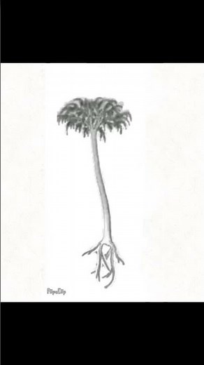 Dancing Lepidodendron #flipaclip #meme #animation #lepidodendron #tree credits:biscuitblood for idea