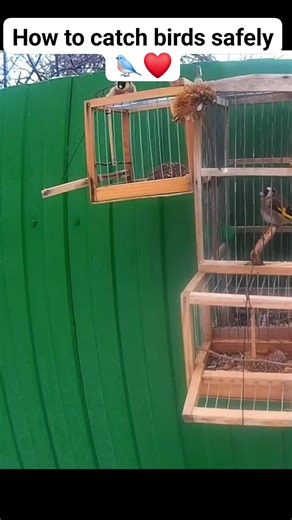 The easiest way to catch wild birds 🐦❤️ #trap_cage #bird_hunting #bird_trap #hunting_techniques #goldfinches #goldfinches #bird_world #bird_hobby #bird_raising | Wild Bird Beauty