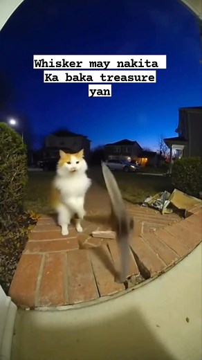 597K views · 10K reactions | May nakita kang treasure map nakalagay daw sa may pinto hahaha #whiskers #cat #treasure | Ganap PH | Facebook