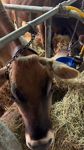 22K views · 345 reactions | Many have asked how the cows do in this weather. So here you go! | Peaceful Hills Farm | Facebook