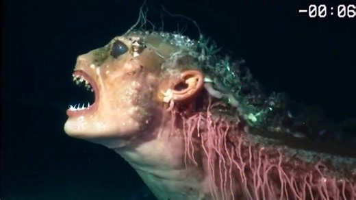 396K views · 3.4K reactions | REAL Mermaid Footage Caught on Camera by Deep Sea Divers | Most Amazing Top 10 | Facebook