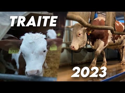 La TRAITE des VACHES à la FERME 🐮 [Gruyère AOP]