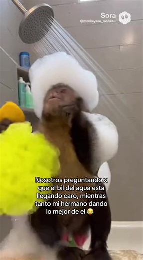 monkeysee_monkeydooo (@monkeysee_monkeydooo)’s videos with sonido original - dammit