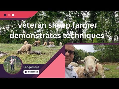 How To Treat Frothy Bloat In Sheep Fast!