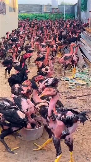 16K views · 92 reactions | Is this the most ugliest among all chicken breeds? Unlike typical chicken breeds that have a full covering of feathers, this Vietnamese breed has a significantly reduced amount of plumage, which gives it a somewhat unusual appearance. The sparse feathering is an adaptation that helps the breed thrive in the warmer and humid climates of its native region. | FarmX | Facebook