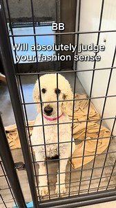 We call it “dog shaming”… but let’s be honest—these are just their endearing little quirks. Because truthfully, there’s nothing our dogs could ever do to make us see them as anything less than perfect. We spend time learning everything about them—the good, the silly, and even the “somewhere in between.” Why? Because knowing who they truly are helps us find them the homes where they can be happiest. At the end of the day, there’s no shame in their game—as long as they’re happy, healthy, and on th