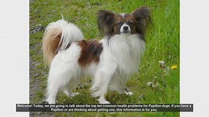 Top 10 Common Health Problems in Papillon Dogs