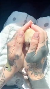 63K views · 1K reactions | The Fennec Fox Refuses to Leave Home#shorts #animals #fox #friendship #cute | Loveable Stories | Facebook