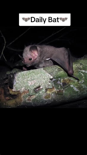 #DailyBat : Ipanema Bat #TheBatGirl #batposting #educational #bats