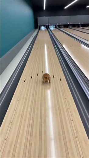 Using a kitty as a bowling ball 🤣 #mrdoomscroll