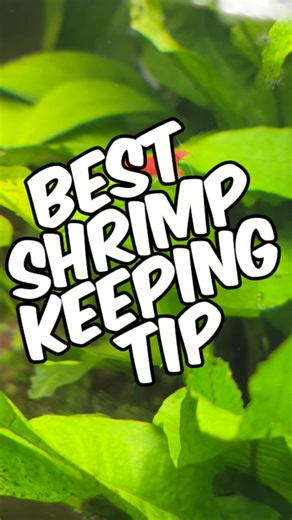 Glass Box Diaries on Instagram: "Best Shrimp Keeping Tip For Healthy Thriving Shrimp! Thinking about starting a shrimp tank? 🦐 My number one tip for beginners in the shrimp-keeping hobby is simple but powerful: always match your shrimp species to your tap water parameters. This one step can make the difference between frustration and success. A lot of new keepers overlook this because they assume all shrimp are the same, but different species have very different needs. Before you buy any shrimp