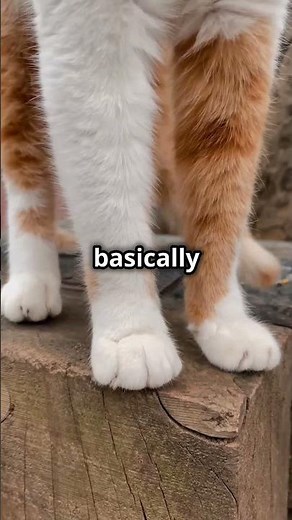 Cat Paws! The Secret Behind Those Tiny Toe Beans! #shorts