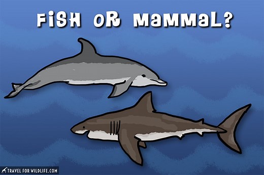 Are Sharks Mammals or Fish? (and Other Shark Facts)- Travel For Wildlife