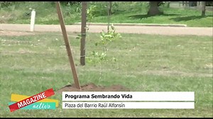 PROGRAMA SEMBRANDO VIDA Presentaron “Sembrando Vida” con la plantación de árboles En Barrio Raùl Alfonsìn | STV2