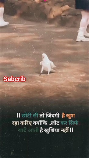 wait for end #comedy #funny #shorts #shortsfeed