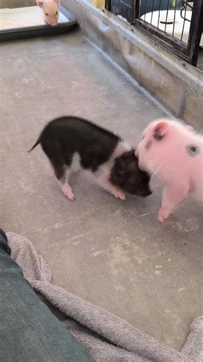 Attention, avalanche de mignonnerie (et de bêtises !) 😍 ​Impossible de résister face à une telle dose d'énergie ! Regardez-les jouer, explorer, se bousculer gentiment... C'est un vrai spectacle de bonheur pur ! ​Parmi cette joyeuse troupe, 3 mâles sont encore à la recherche de leur famille pour la vie. Chacun a son petit caractère : il y a les grands explorateurs toujours en mouvement, les curieux qui aiment tout observer, et bien sûr, notre petit cœur sur le front qui teste ses appuis et cherc