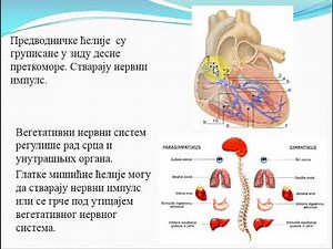 Надражљивост, проводљивост и контрактилност