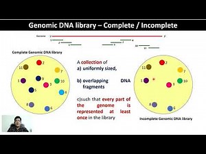 GE 9 - Genomic DNA library Preparation #Genome #Genomic_dna_library #Sequencing #Vector