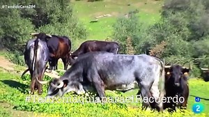 SALTILLO - D. Joaquín Moreno Silva. Una ganadería con mucha historia, una rama fundacional de campo bravo viva, el origen de grandiosos hierros y distintos encastes. Un ejemplo de ganadero, de aficionado exigente que estuvo a punto de perder hace años la ganadería entera por un brote de Tuberculosis, y no sólo ha sabido reponerse en tiempo record si no que esta lidiando con una regularidad triunfal impresionante. Este año lidia en Madrid (San Isidro 31 Mayo) y en Cerét, la plaza más torista y ex