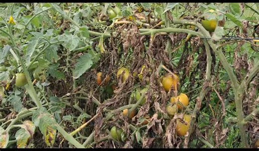 Effective Management of Late and Early Blight in Tomatoes