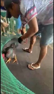 Eon Local Lines on Reels