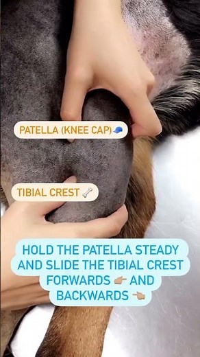 Cranial Drawer Test in Dog to test for Cranial Cruciate Ligament (CCL/ACL) Tear