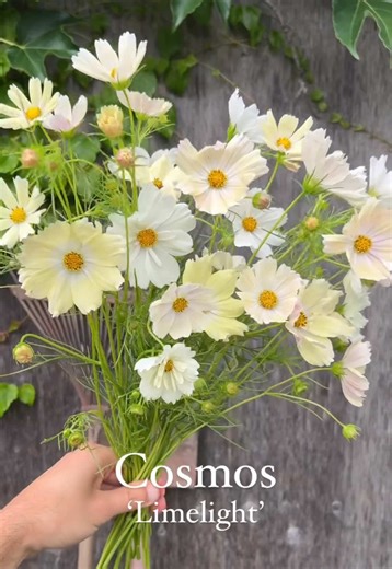 Why Cosmos Flowers are Perfect for Your Garden