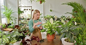 A female gardener, working in a sunlit flower shop, cares for various indoor plants, showcasing a passion for greenery and small business spirit. Female Gardener Caring for Indoor Plants.