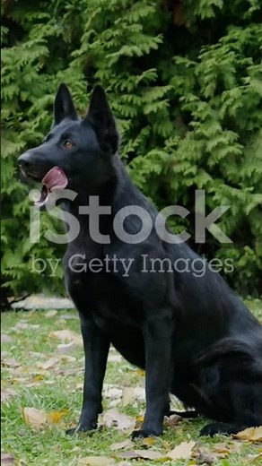 The Secret History of Black German Shepherds