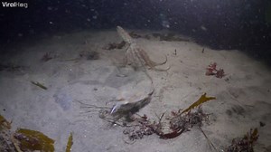 186K views · 1K shares | Red octopus duels with swimmer crab on ocean floor (wait for it) | ViralHog | Facebook