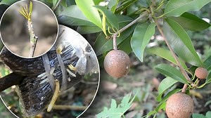 71K views · 901 reactions | Grafting and Marcotting Sapota sapodilla | Grafting Examples | Facebook