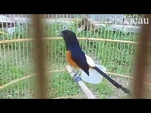 Kicau Murai Batu Medan Super Gacor Sekali