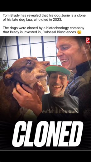 Captain Chad⚓️ on Instagram: "The goat himself @tombrady as it has been reported allegedly cloned his late dog Lua who passed in 2023. Brady allegedly had Lua cloned by a company he invested in called Colossal Biosciences. What are we thinking about this? 1. Is this true? 2. What are you thinking about it? Yay or Nay on the cloning biz? Why or why not? Comment below 👇🏾 #dogs #cloneddogs #igers #viral #news #football #goat #explorepage✨"