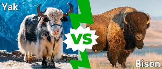 Yak vs. Bison: 4 Key Differences Explained