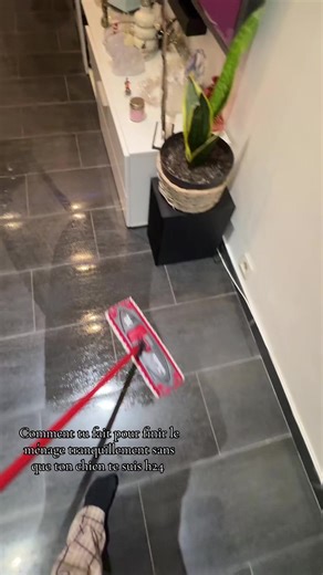 Comment finir le ménage sans son chien