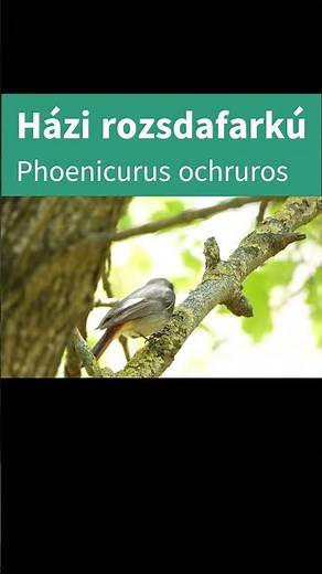 Házi rozsdafarkú #madarak #birds #nature #hortobágy #wildlife #animals #birding #bird #birdsounds