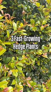 Here are 3 fast-growing hedge plants that we have loved (both at this house and our last place): 1. Viburnum Tinus - we had these at our last place too, I swear every time I look at them they are bigger. They get beautiful white flowers too. 2. Pittosporum Tenufolium “green pillar” - we have these in a few spots around our property, they have been hardy and besides a prune here and there, they’ve been pretty low maintenance. 3. Lilly Pilly “Backyard Bliss” - these grow super quick and are quite 