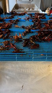 37K views · 977 reactions | Crawfish crawfish and more crawfish at Hole 'N Da Wall Seafood | Landry’s Cajun Cooking | Facebook