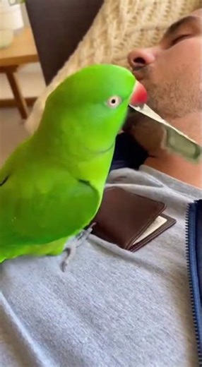 Ce perroquet vole mieux que certains humains #perroquet #funny