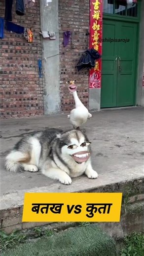 बतख vs कुता #funny #thetharpuns #shilpisaroja #comedy