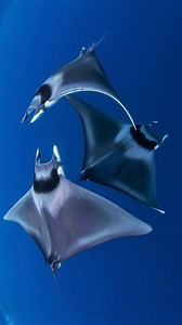 Andrea Chaparro on Instagram: "once in a while a scientist or activist gets on TV and tells the truth about the threat facing us. we need these truths in every news bulletin though they are hard to hear. the pandemic has shown us that a response in equal proportion to the problem, is both possible and necessary. it’s time to acknowledge at this level the climate and ecological emergency. our institutions are not taking this crisis seriously, and therefore we must shift the power back to the peop