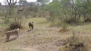Lion vs Baboon Real Fight