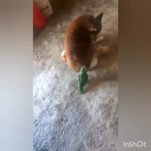 Dog and Parrot Playtime: A Cute Indoor Interaction