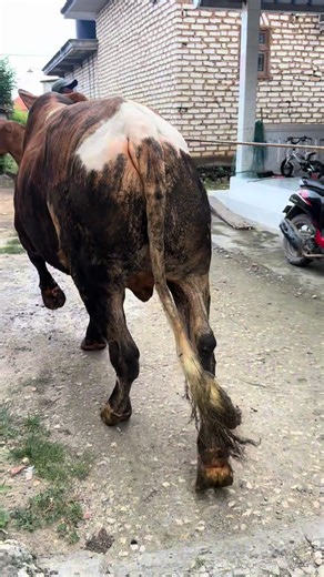 Andalan! Tiap tahun sapi jenis “blirik” ini selalu jadi langganan salah satu pesanan sohibul qurban di Khasanah Farm. Sapi blirik atau yg dikenal dengan nama Tiger striped ini adalah persilangan antara sapi Brahma dan sapi Hereford australia. Konon sapi blirik ini memiliki karkas yang maksimal. Monggo para juragan segera dipinang sapi ini di Khasanah Farm. Bbot 535kg TB 133 dibuka di harga 22,5jt. Video/foto-cocok-kirim-datang-bayar! Grosir OK, ecer OK! Kerjasama OK! 081261613090 #fyp #sapi #sap