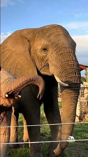 The Elephant We Will Never Forget 🐘💚